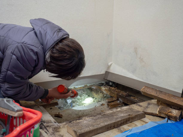 Best Water Damage & Mold Remediation  in Holtville, AL