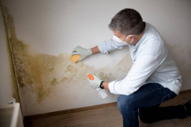 Best Basement Mold Removal  in Holtville, AL